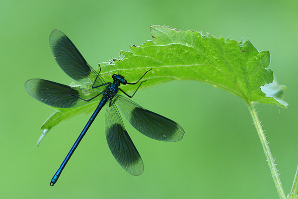 Calopteryx splendens - Banded Demoiselle