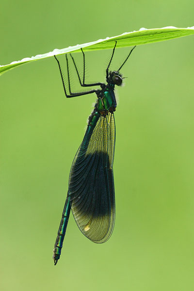 Calopteryx splendens - Banded Demoiselle