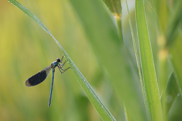 Calopteryx splendens - Banded Demoiselle