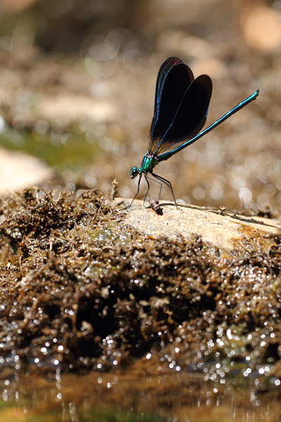 Calopteryx virgo - Beautiful Demoiselle