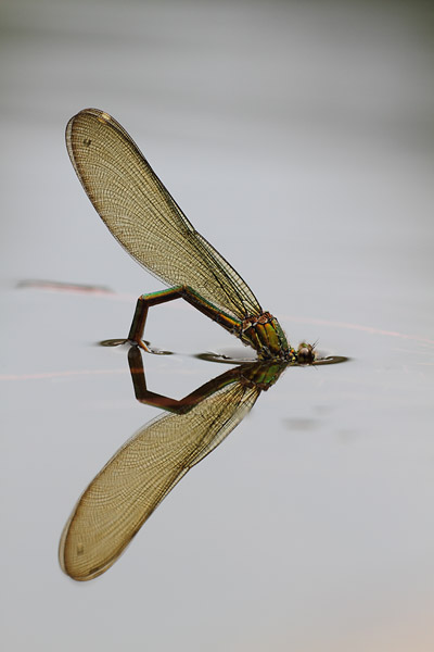 Calopteryx xanthostoma - Western Demoiselle