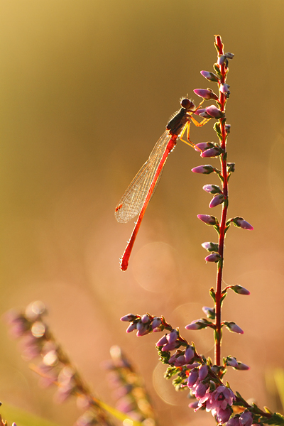 Ceriagrion tenellum - Small Red Damselfly