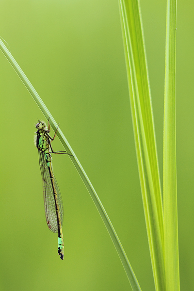 Coenagrion armatum - Dark Bluet