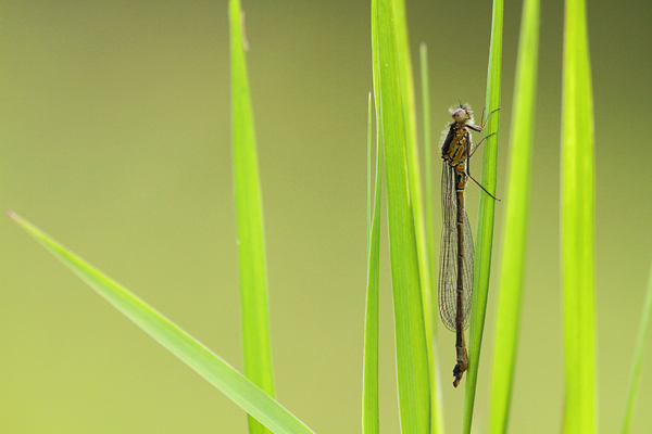 Coenagrion armatum - Dark Bluet