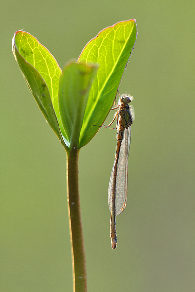 Coenagrion armatum - Dark Bluet