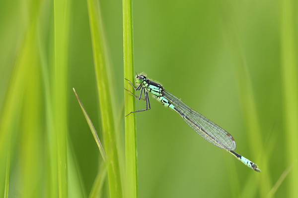 Coenagrion armatum - Dark Bluet