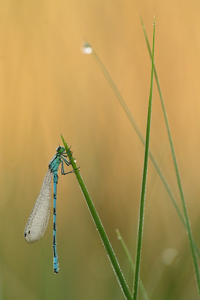 Coenagrion hastulatum - Spearhead Bluet