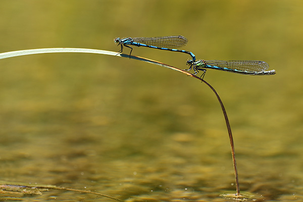 Coenagrion hylas - Siberian Bluet