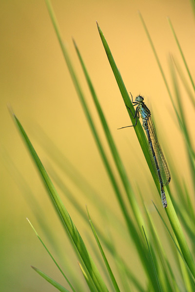 Coenagrion lunulatum - Crescent Bluet