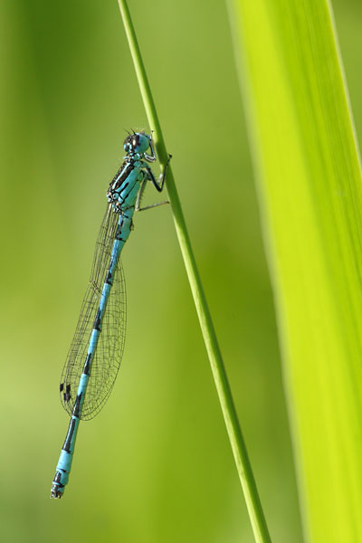 Coenagrion mercuriale - Mercury Bluet