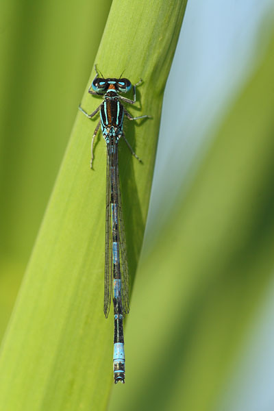 Coenagrion mercuriale - Mercury Bluet