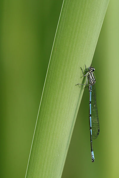 Coenagrion puella - Azure Bluet