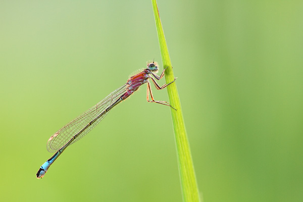 Ischnura elegans - Common Bluetail