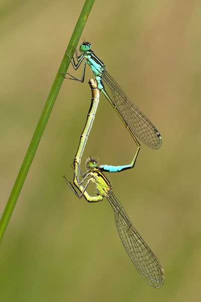 Ischnura elegans - Common Bluetail