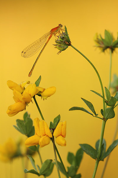 Ischnura pumilio - Small Bluetail