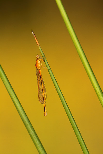 Ischnura pumilio - Small Bluetail