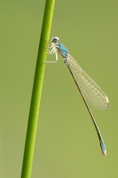 Nehalennia speciosa - Pygmy Damselfly