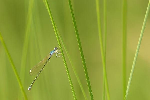 Nehalennia speciosa - Pygmy Damselfly