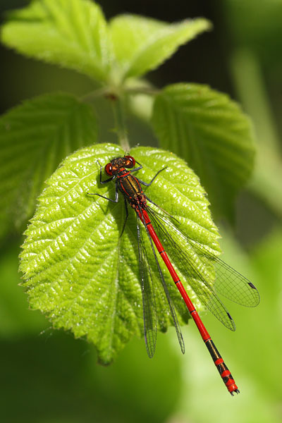 Pyrrhosoma elisabethae - Greek Red Damsel