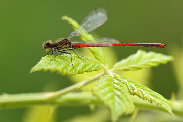 Pyrrhosoma elisabethae - Greek Red Damsel