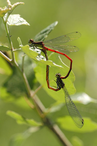 Pyrrhosoma elisabethae - Greek Red Damsel