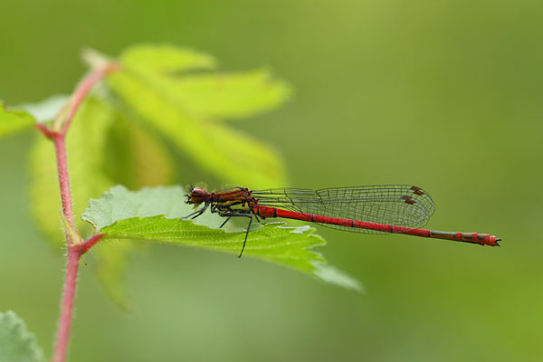 Pyrrhosoma elisabethae - Greek Red Damsel