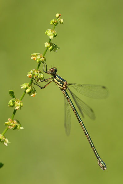 Lestes parvidens - Eastern Willow Spreadwing