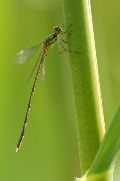 Lestes parvidens - Eastern Willow Spreadwing