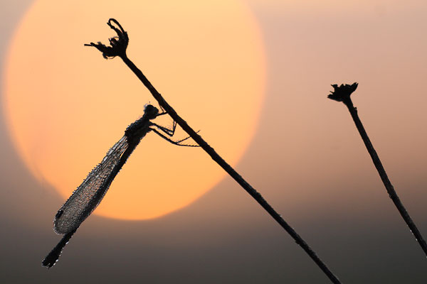Lestes sponsa - Common Spreadwing