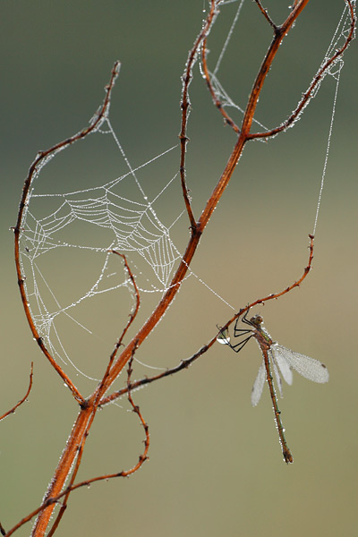 Lestes sponsa - Common Spreadwing