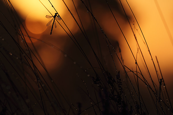 Lestes sponsa - Common Spreadwing