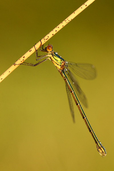 Lestes viridis - Western Willow Spreadwing