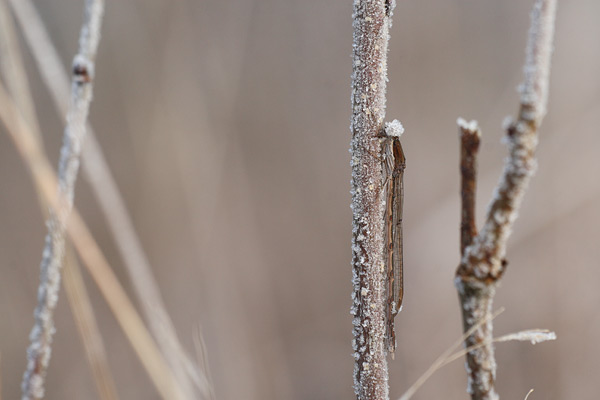 Sympecma fusca - Common Winter Damsel