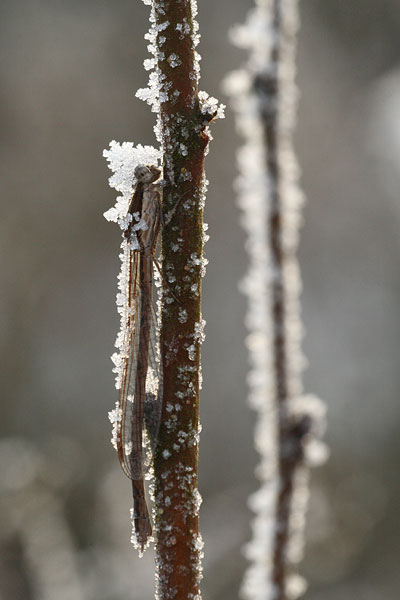 Sympecma fusca - Common Winter Damsel
