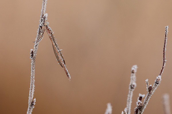 Sympecma paedisca - Siberian Winter Damsel