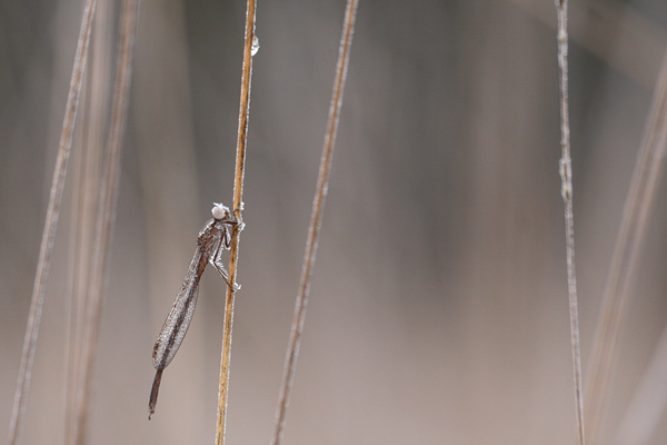Sympecma paedisca - Siberian Winter Damsel