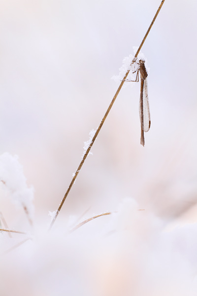 Sympecma paedisca - Siberian Winter Damsel