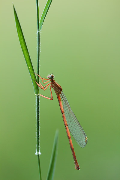 Platycnemis acutipennis - Orange Featherleg