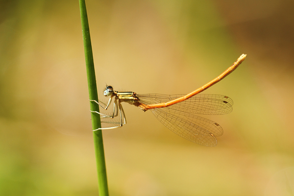 Platycnemis acutipennis - Orange Featherleg