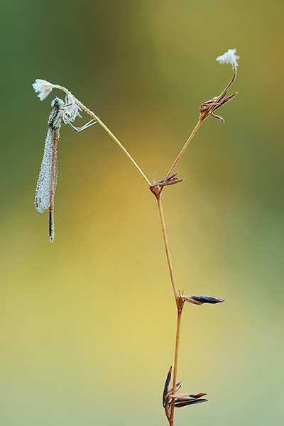 Platycnemis acutipennis - Orange Featherleg