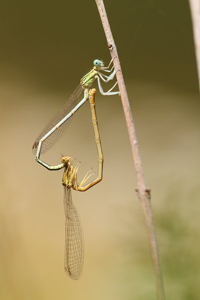 Platycnemis latipes - White Featherleg