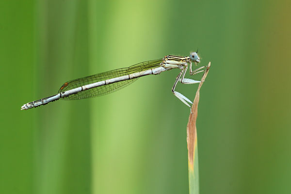 Platycnemis pennipes - Blue Featherleg