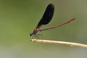 Calopteryx haemorrhoidalis - Copper Demoiselle