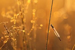 Ceriagrion tenellum - Small Red Damselfly
