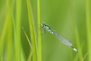 Coenagrion armatum - Dark Bluet
