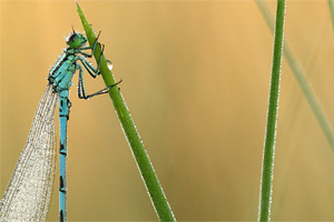 Coenagrion hastulatum - Spearhead Bluet