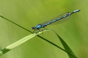 Coenagrion hylas - Siberian Bluet