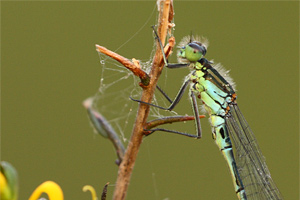Coenagrion lunulatum - Crescent Bluet