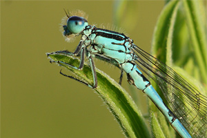 Coenagrion mercuriale - Mercury Bluet
