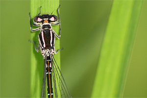Coenagrion ornatum - Ornate Bluet
